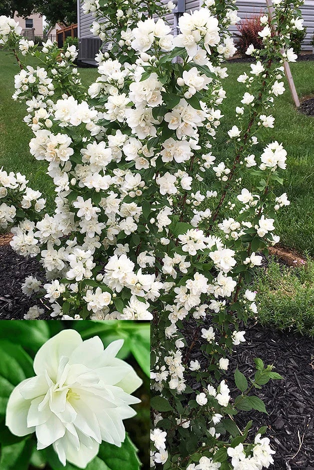 New plants: Philadelphus Pearls of Perfume