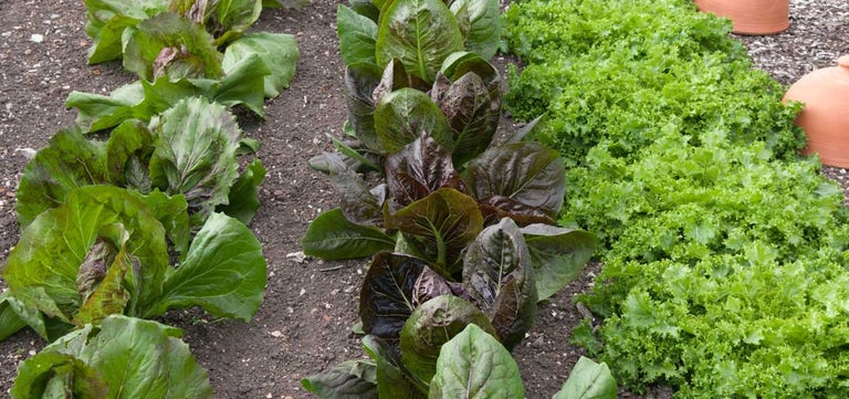 Sowing using your cookbook