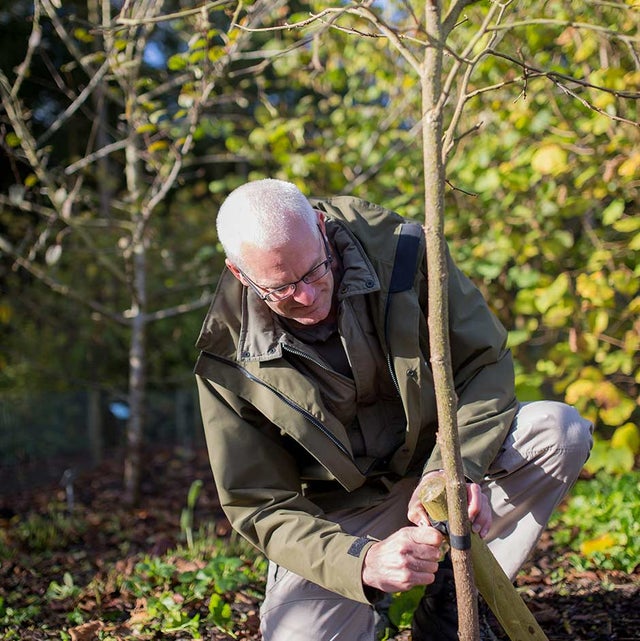 Specimen trees: buying and planting