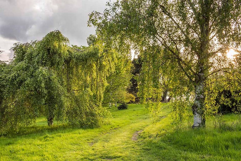 All about Trees