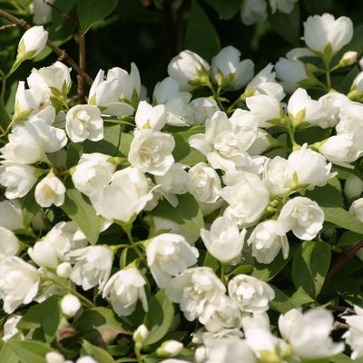 Philadelphus ‘Manteau d'Hermine’