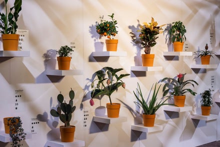 A group of potted plants on shelves