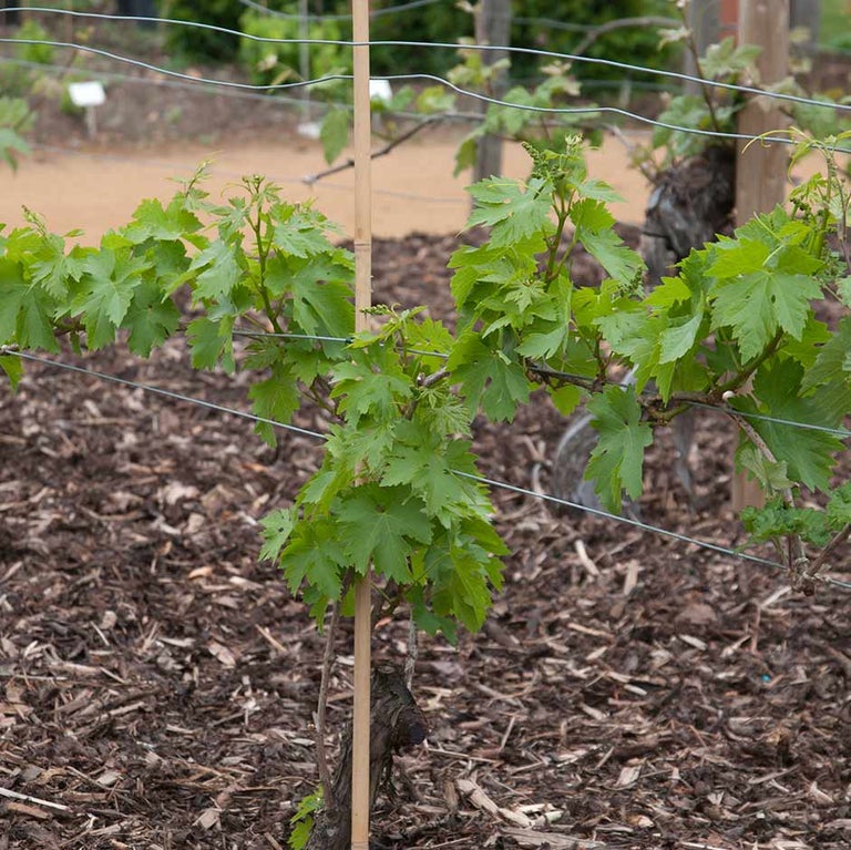 Grapes: Guyot training and pruning 