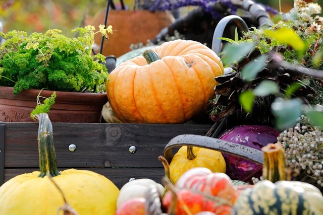 Have a go at growing your own