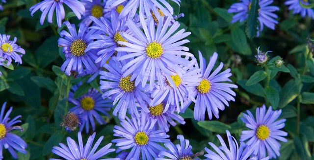 All about asters