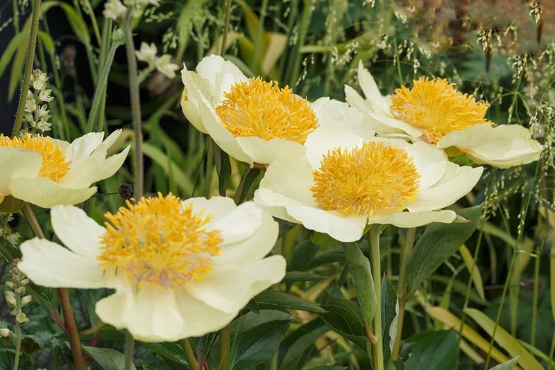 A pretty perfect peony