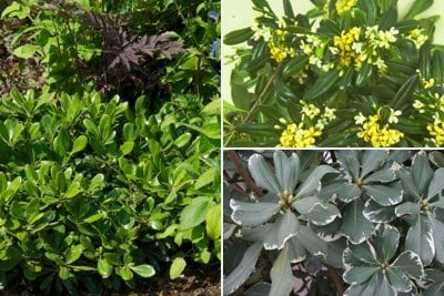 Pittosporum for conservatories