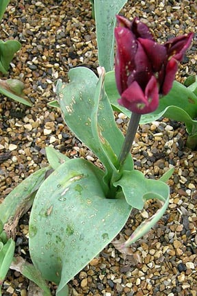 Tulip fire. Image: RHS, Horticultural Science