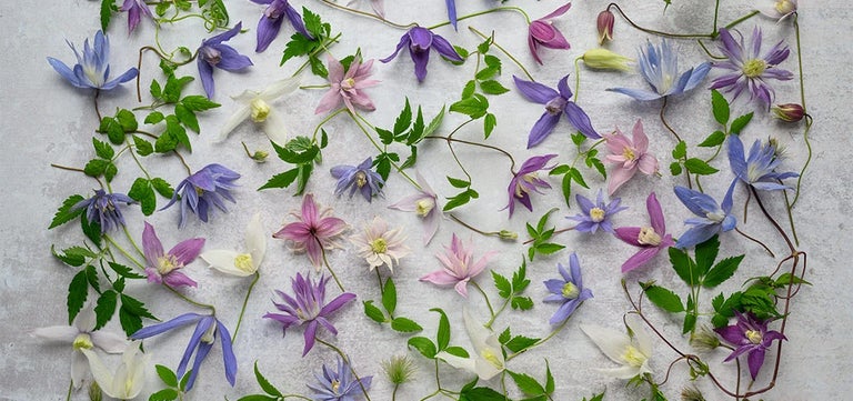 Using Atragene clematis in the garden