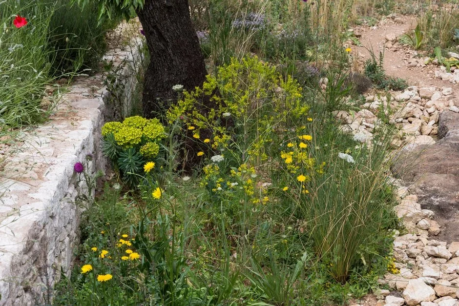 Planting inspiration for sun-baked gardens