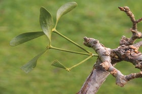 Mistletoe | RHS Advice