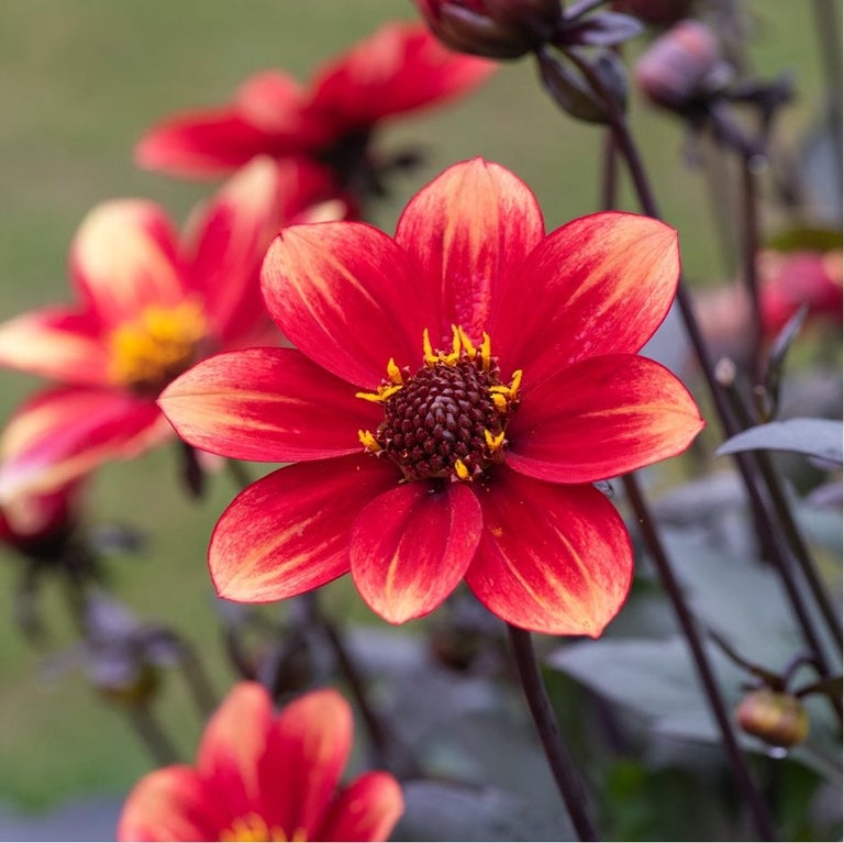 Rabbit-resistant plants