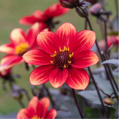 Dahlias are less troubled by rabbits.