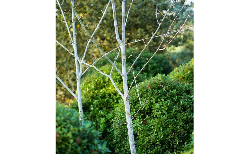 March - Acer tegmentosum