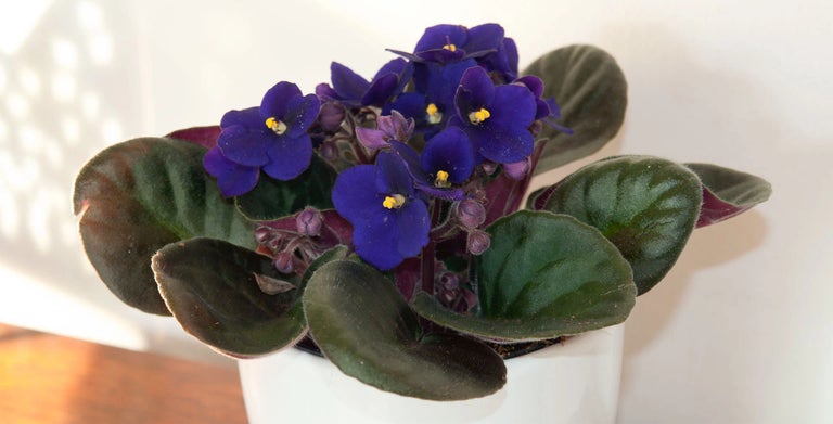 Buy african violets from RHSplants.co.uk