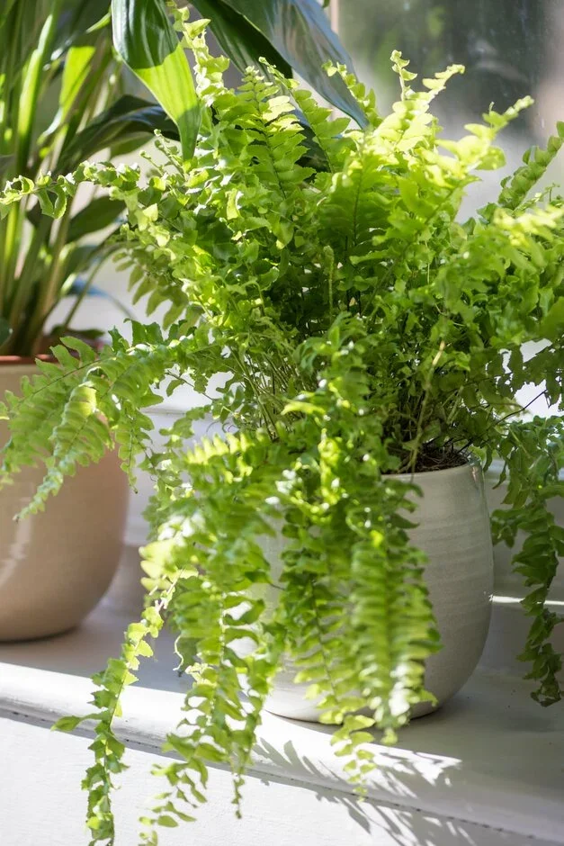 3. Sword fern (Nephrolepis exaltata)