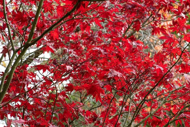 Red beauty