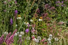 Thumbnail: Butterfly Sanctuary Garden