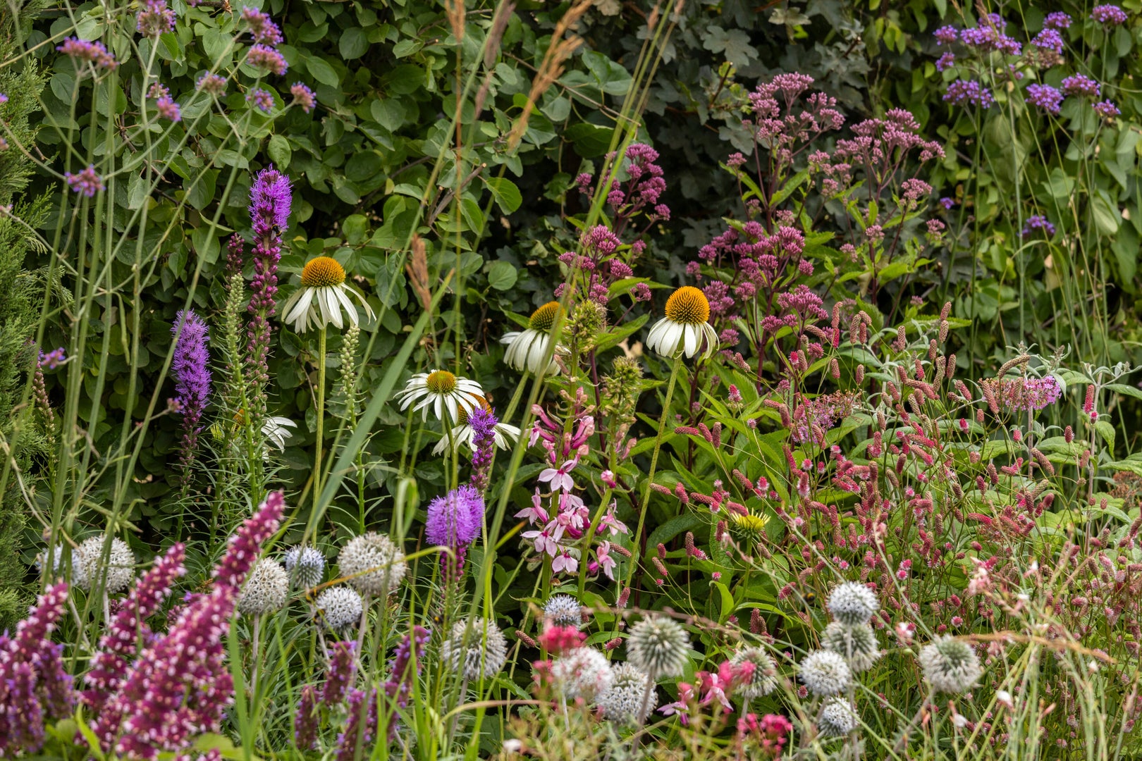 Butterfly Sanctuary Garden