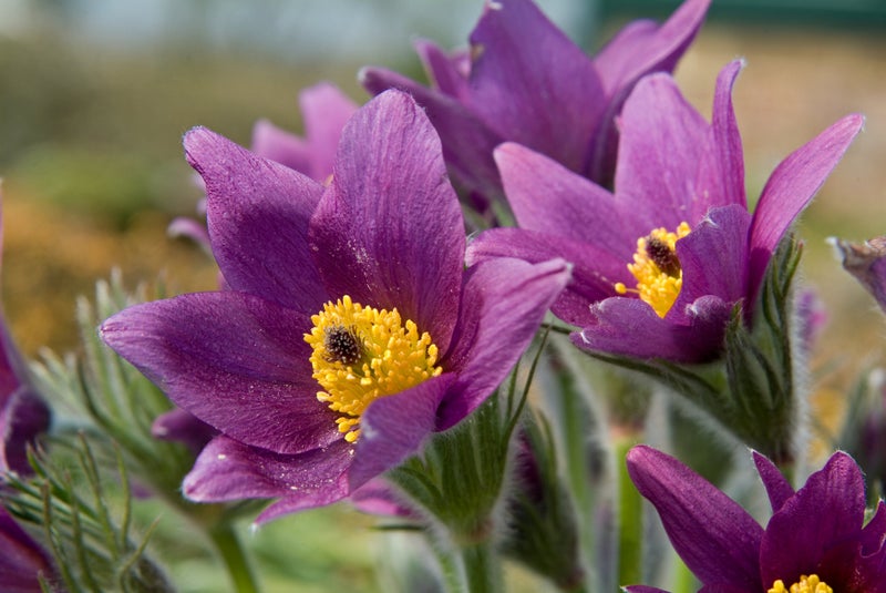Pulsatilla | RHS Plant Guide