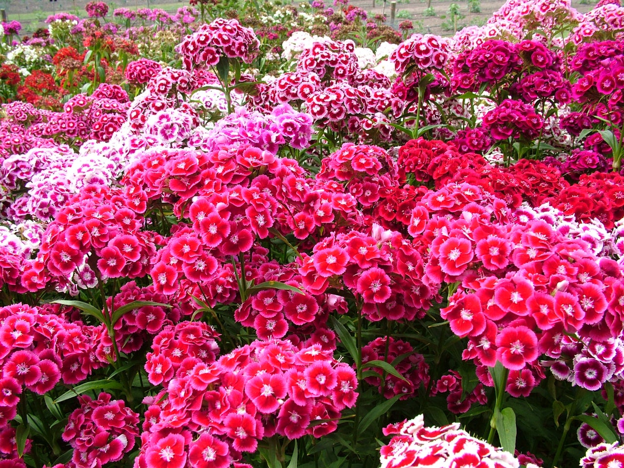 Annual and biennial dianthus
