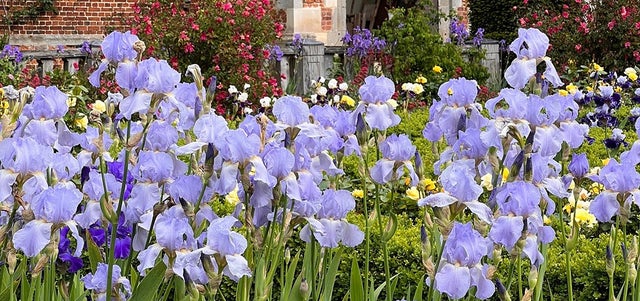 Iris top tips from Doddington Hall
