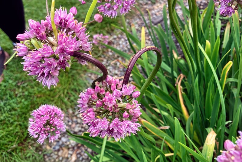 Purple flowers on a plant