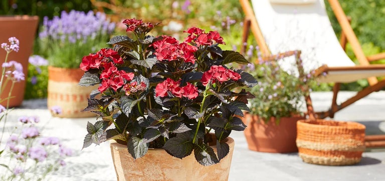New plants: Hydrangea After Midnight