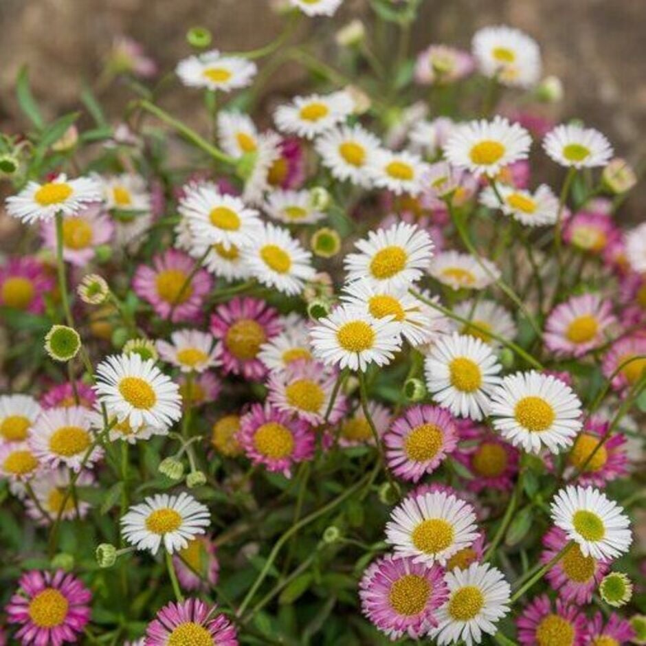 Yellow and White Pollinator Plants | RHS Advice