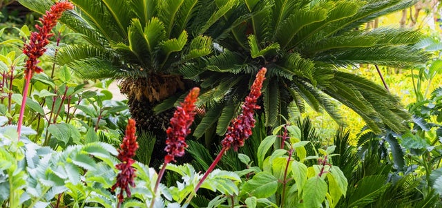 Star plants at RHS Chelsea