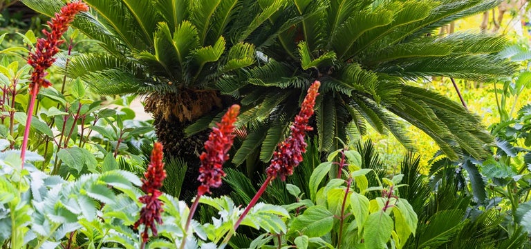 8 star plants of RHS Chelsea 2026