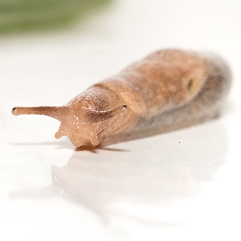 Slugs and Snails | RHS Advice