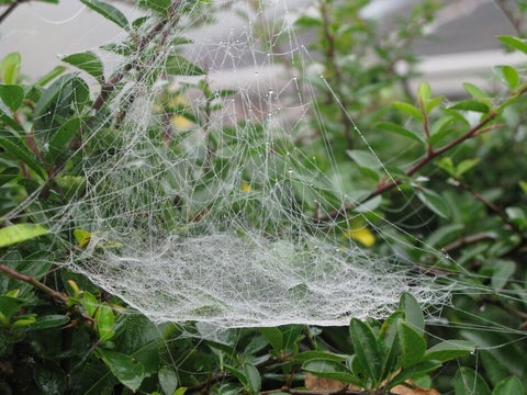 Hedge and woodland edge habitats | RHS Advice