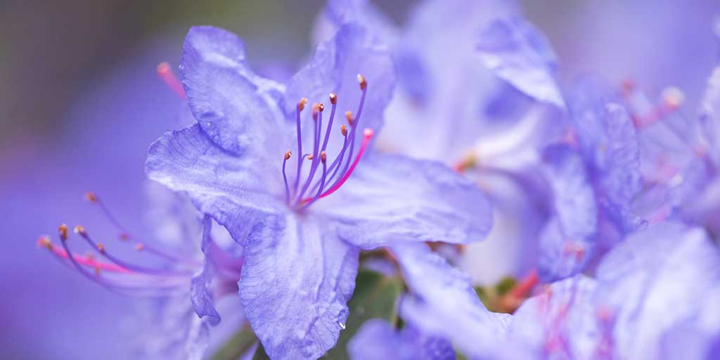 Rhododendron / RHS Plant Guide