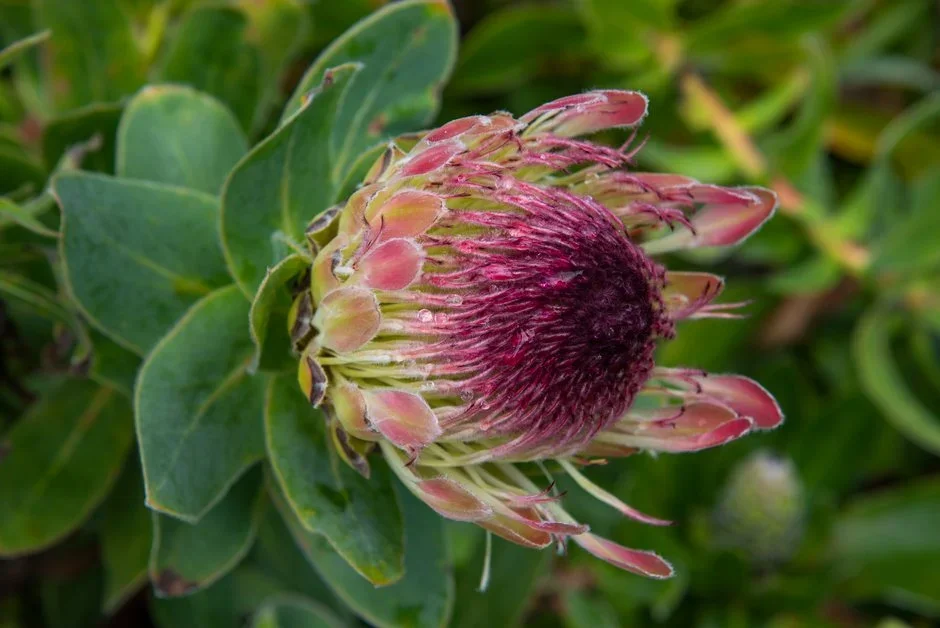Kelnan Plants