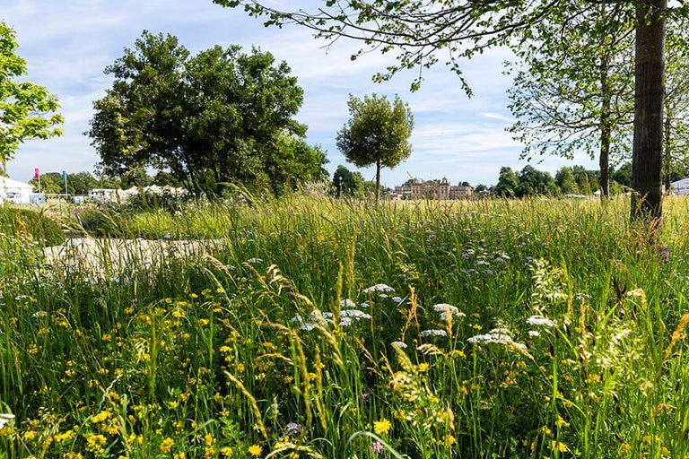 A field of flowers and trees