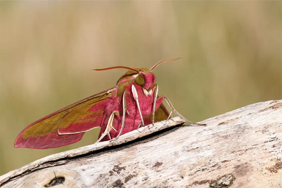 Elephant hawk-moth (Deilephila elpenor)
