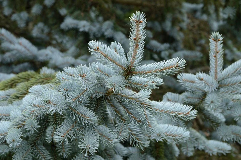 Winter blues