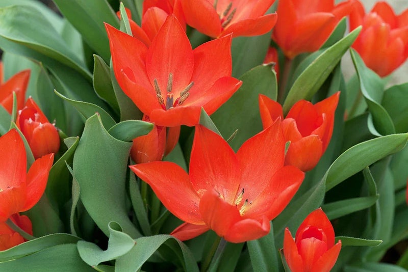 Multi-headed stems
