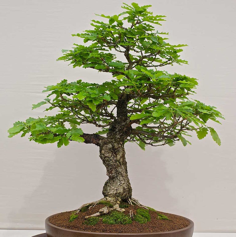Bonsai