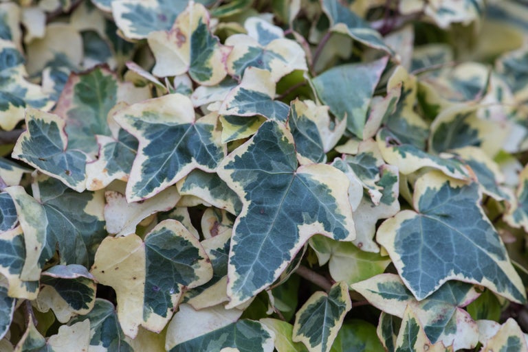 Buy ivy from RHSplants.co.uk