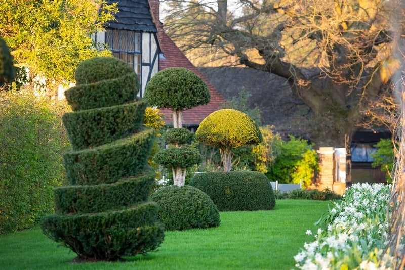 Get inventive with evergreens