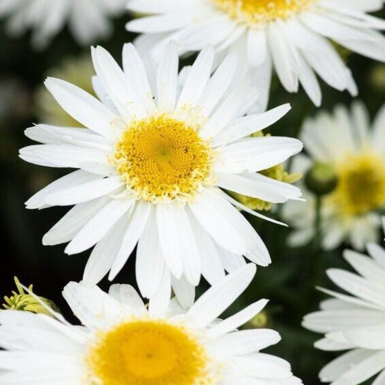 Plants to attract pollinators: white and silver