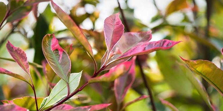 Buy photinias from RHSplants.co.uk