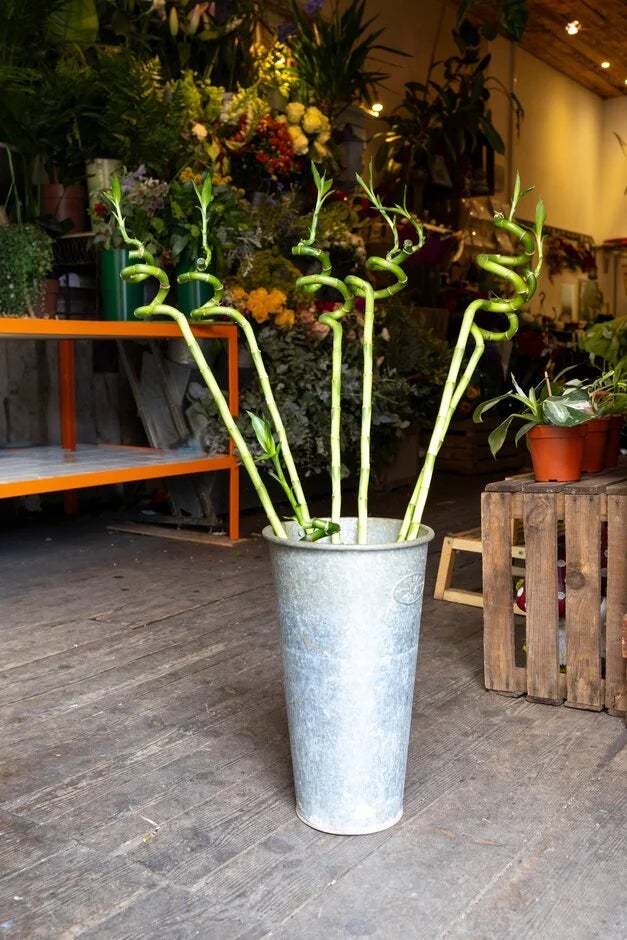 3. Lucky bamboo (Dracaena sanderiana)