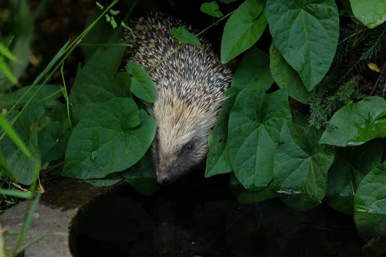 Everything you need to know about gardening for wildlife