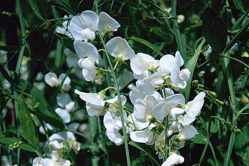 Everlasting sweet pea