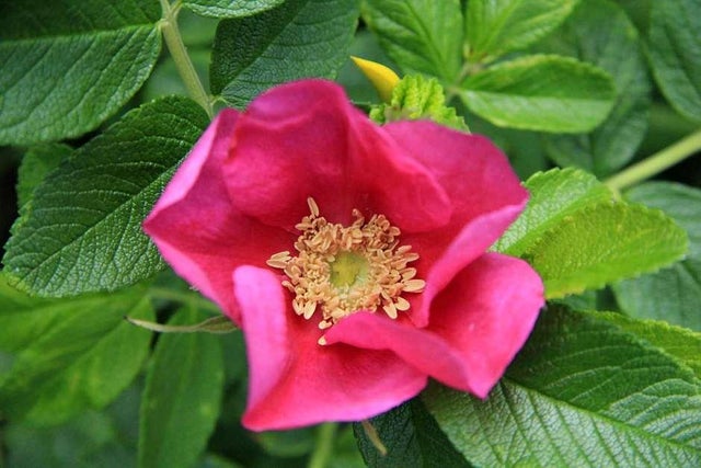 Growing roses successfully
