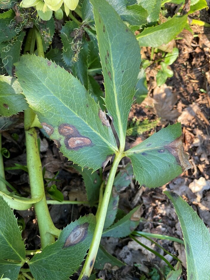 Hellebore leaf spot. Image: Liz Beal
