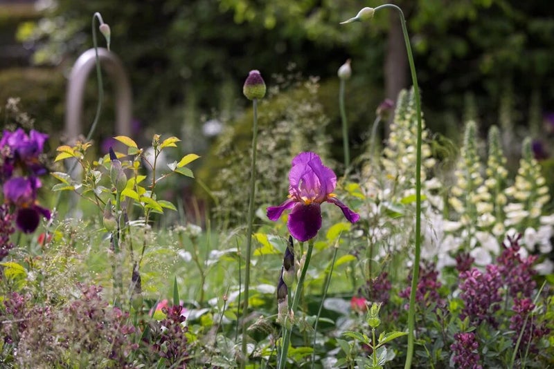 Bearded irises for dry conditions